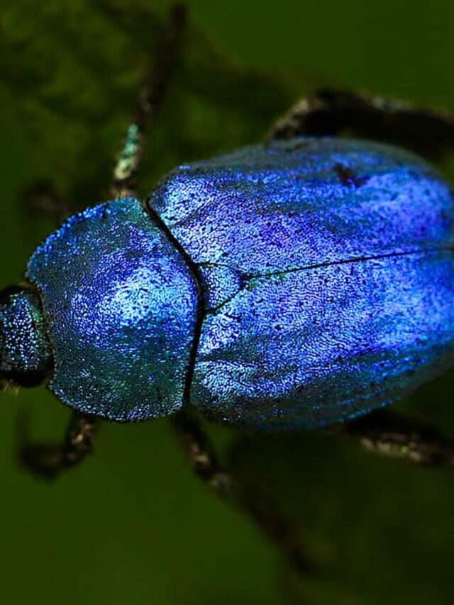 blue beetle release date